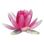 My Spirit Review Avatar Image Of Lotus